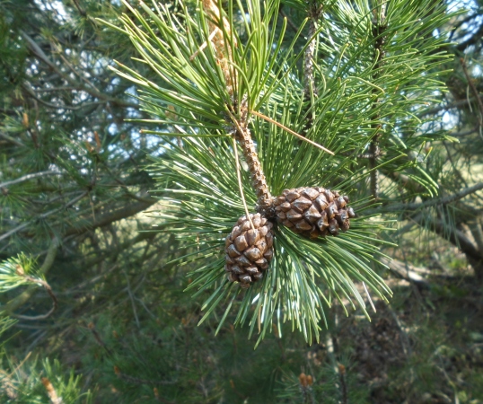 Kinder- und Jugendwohngruppe „Kiefernhof“ Pruchten